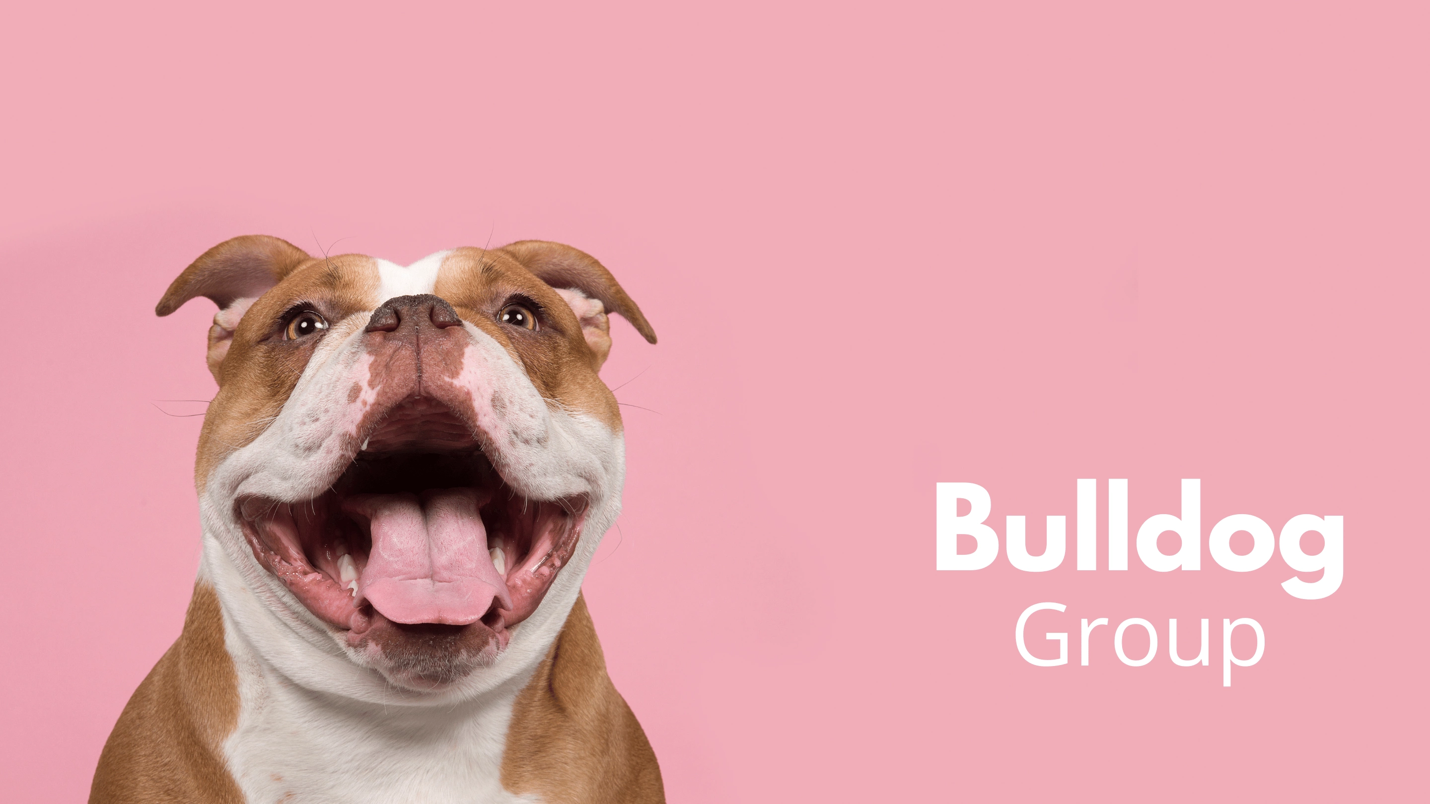 Bulldog  Realtor Real Estate Agent