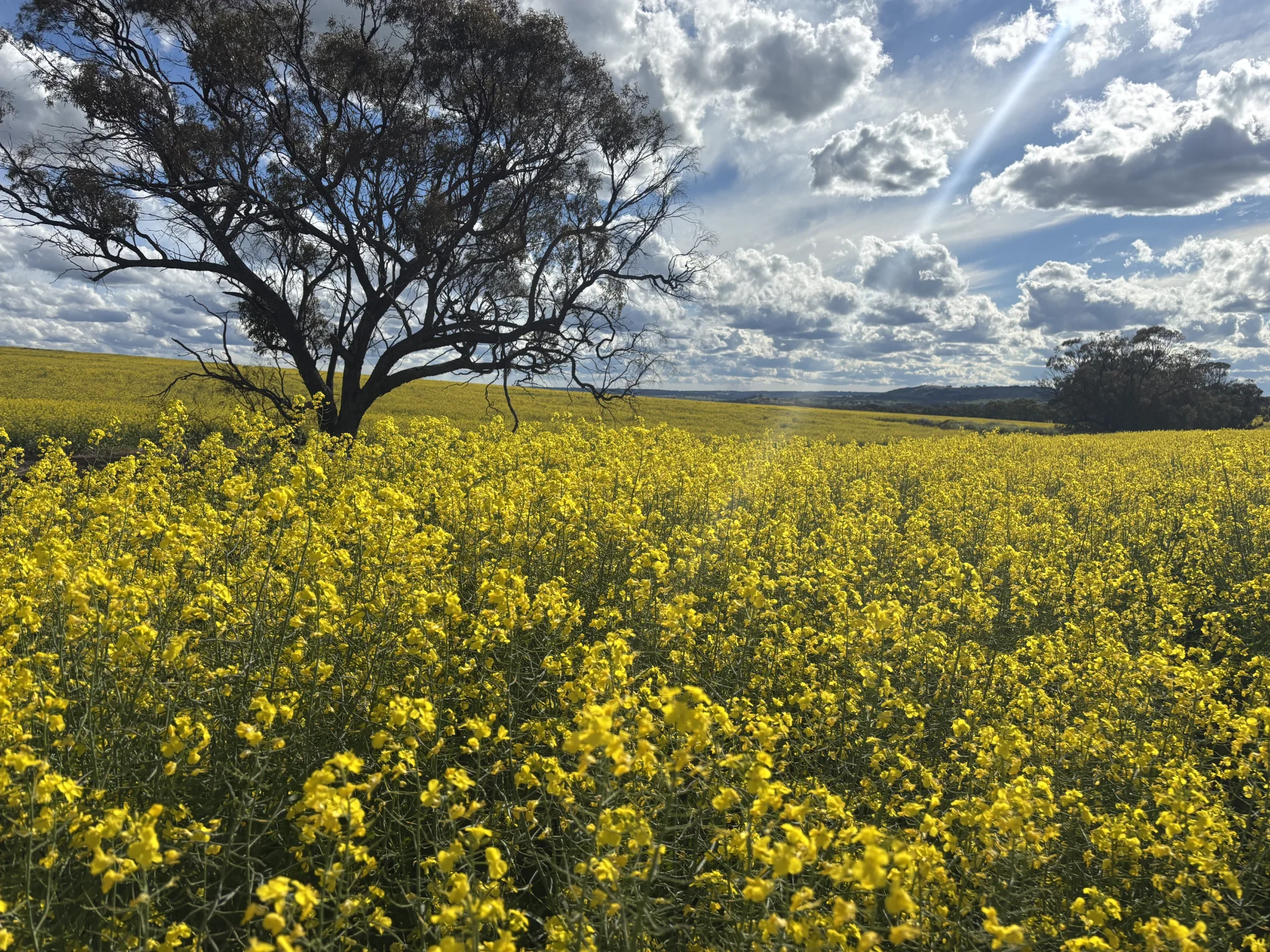 . 'Thylungra', York, WA 6302