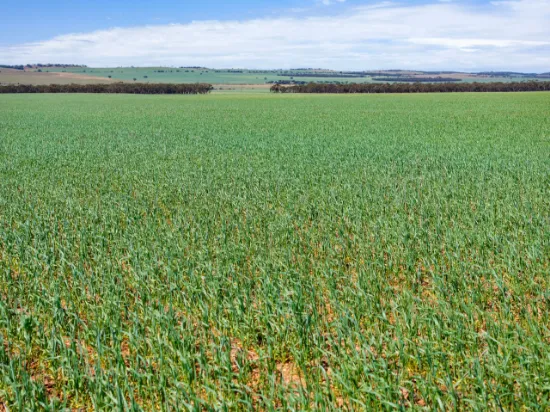 'Ekoor' Stock Route Road, Robertstown, SA, 5381