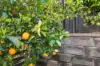 4 Quain Street, Crace ACT 2911-Image