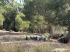 325 Cypress Avenue, Millmerran Woods, Qld 4357-Image