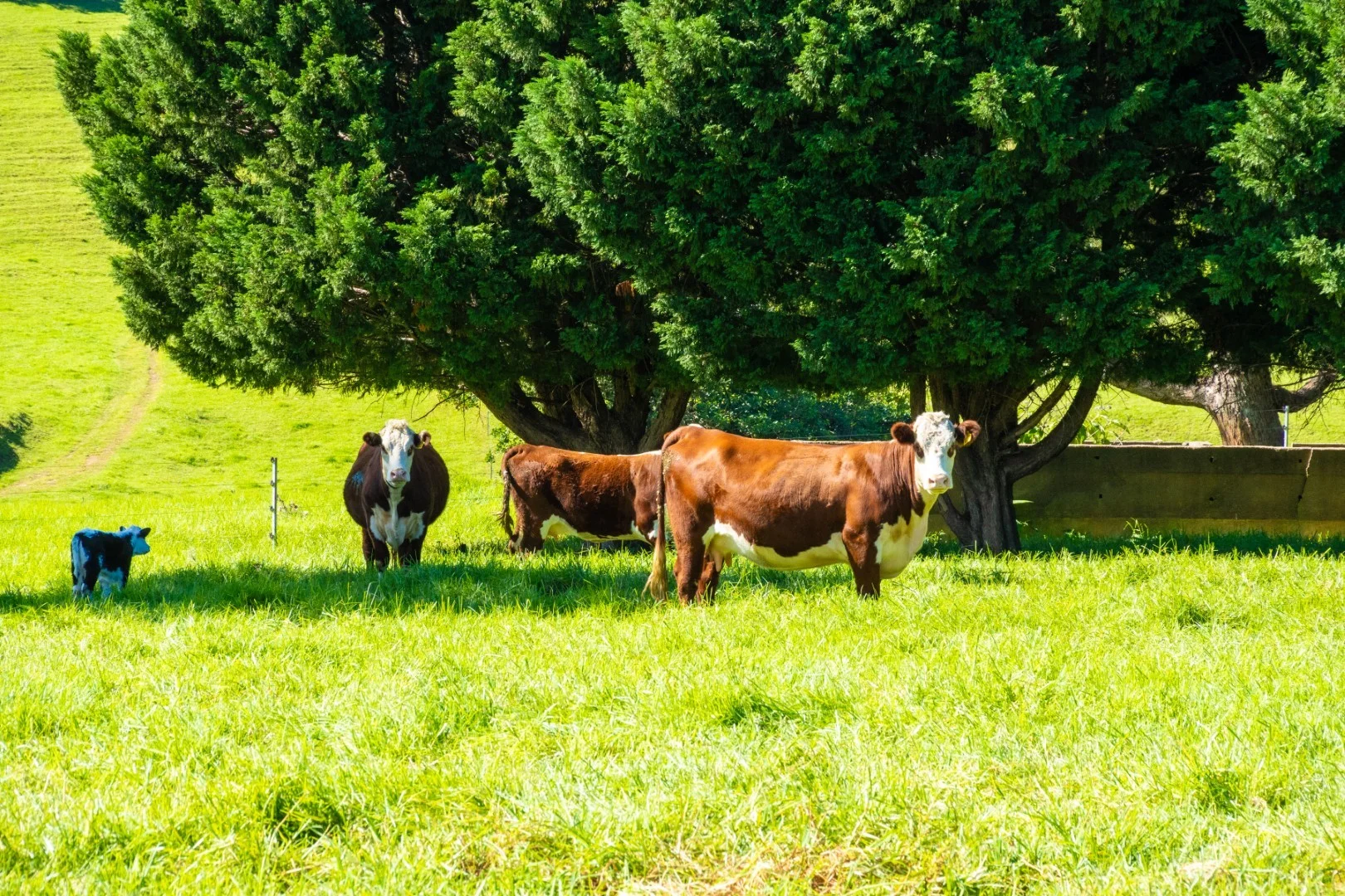 182 Punkalla-Tilba Road, Central Tilba, NSW 2546