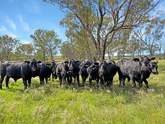 980 Ashford Road, Nullamanna, NSW 2360