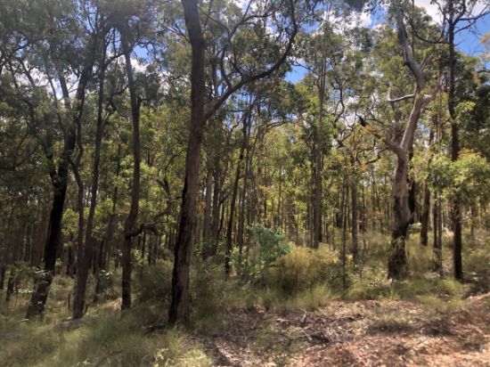 Lot 122, Kunkels Road, White Mountain, Qld 4352