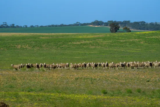 Lot 52 Haby Road, Nildottie, SA, 5238