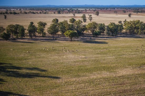 1403 Platina Road, Trundle, NSW 2875