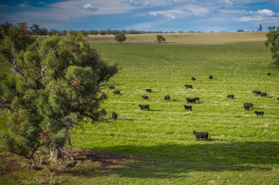 Talbragar 42R Mendooran Road, Dubbo, NSW 2830