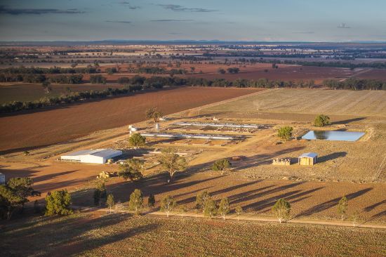 Tara Moira Aggregation, Trundle, NSW 2875