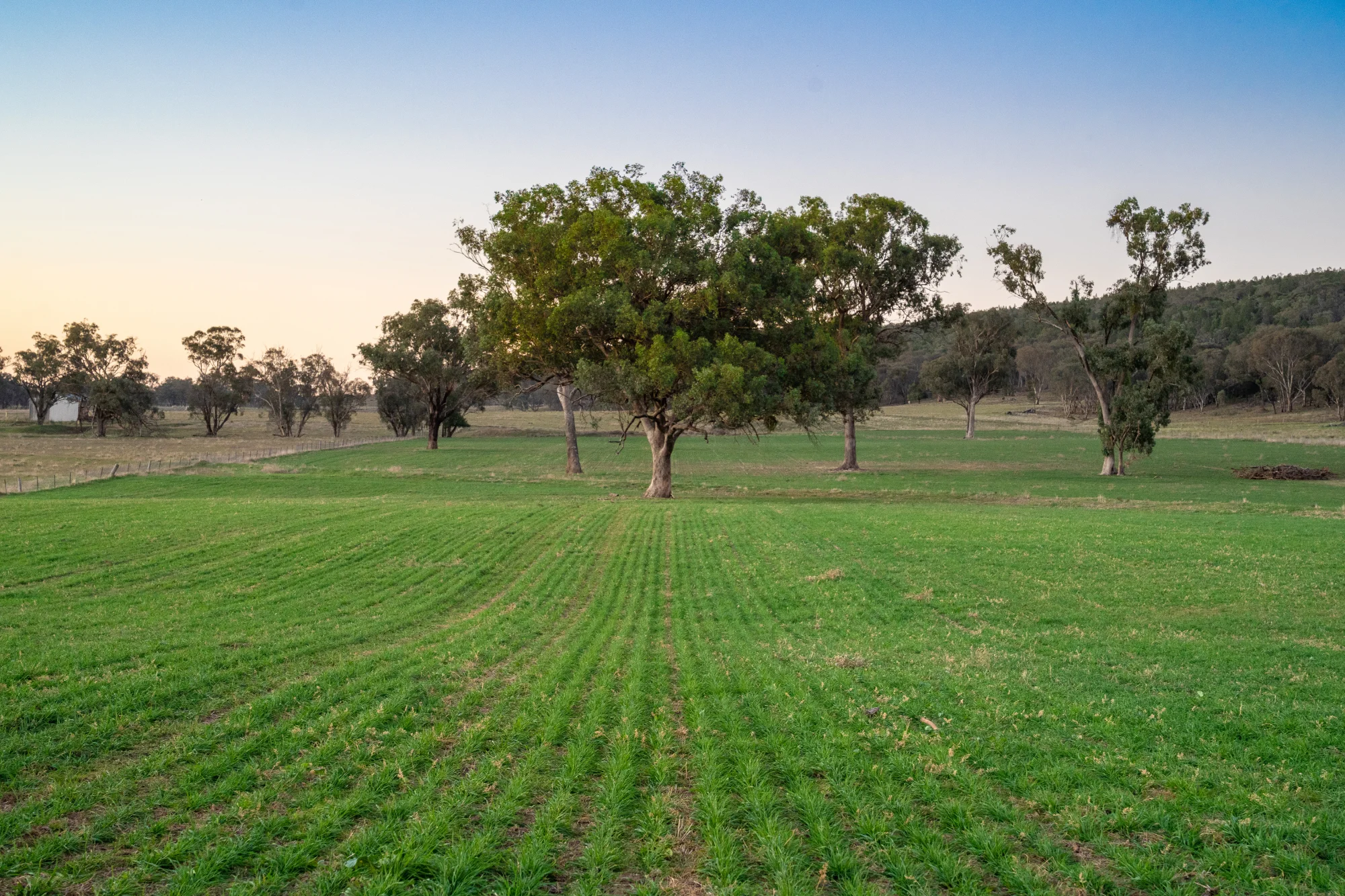 'Tullatoola' 798 Packham Drive, Molong, NSW 2866