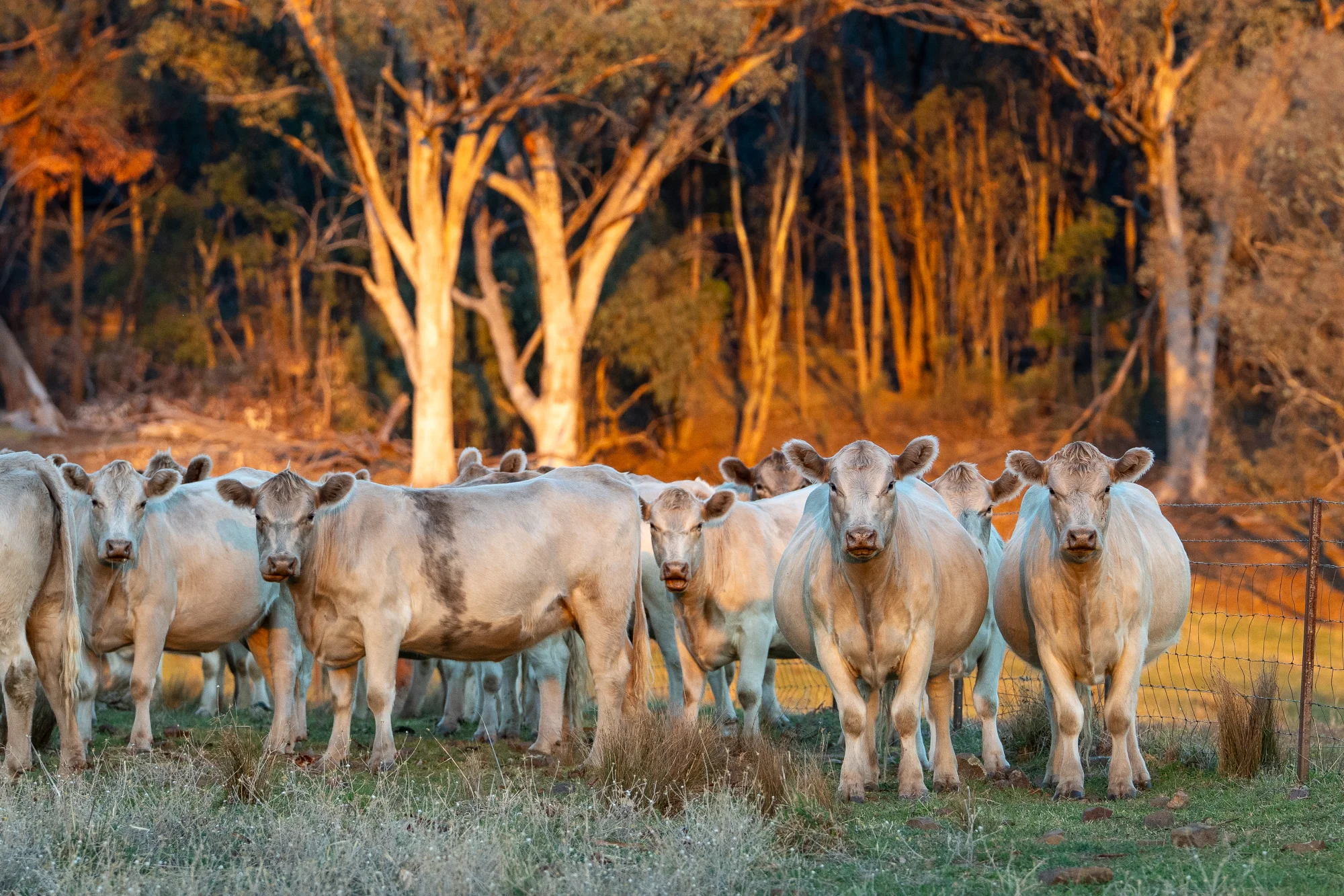 'Tullatoola' 798 Packham Drive, Molong, NSW 2866