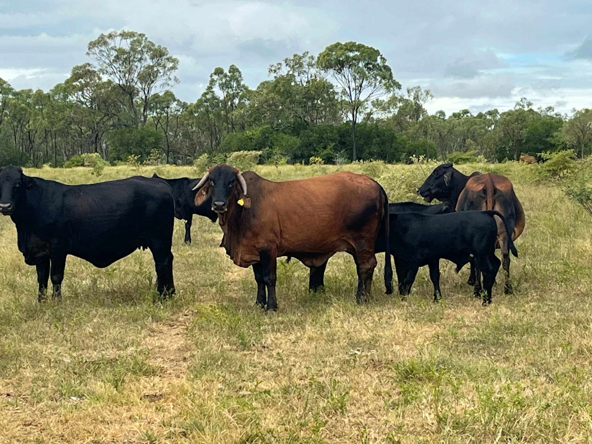 330 Inkerman Road, Fredericksfield, Qld 4806