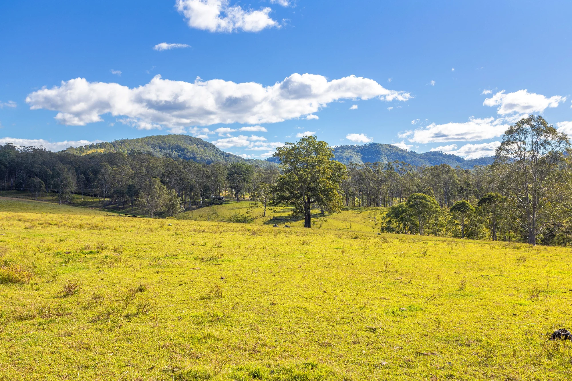 823 Nowendoc Road, Mount George NSW 2424