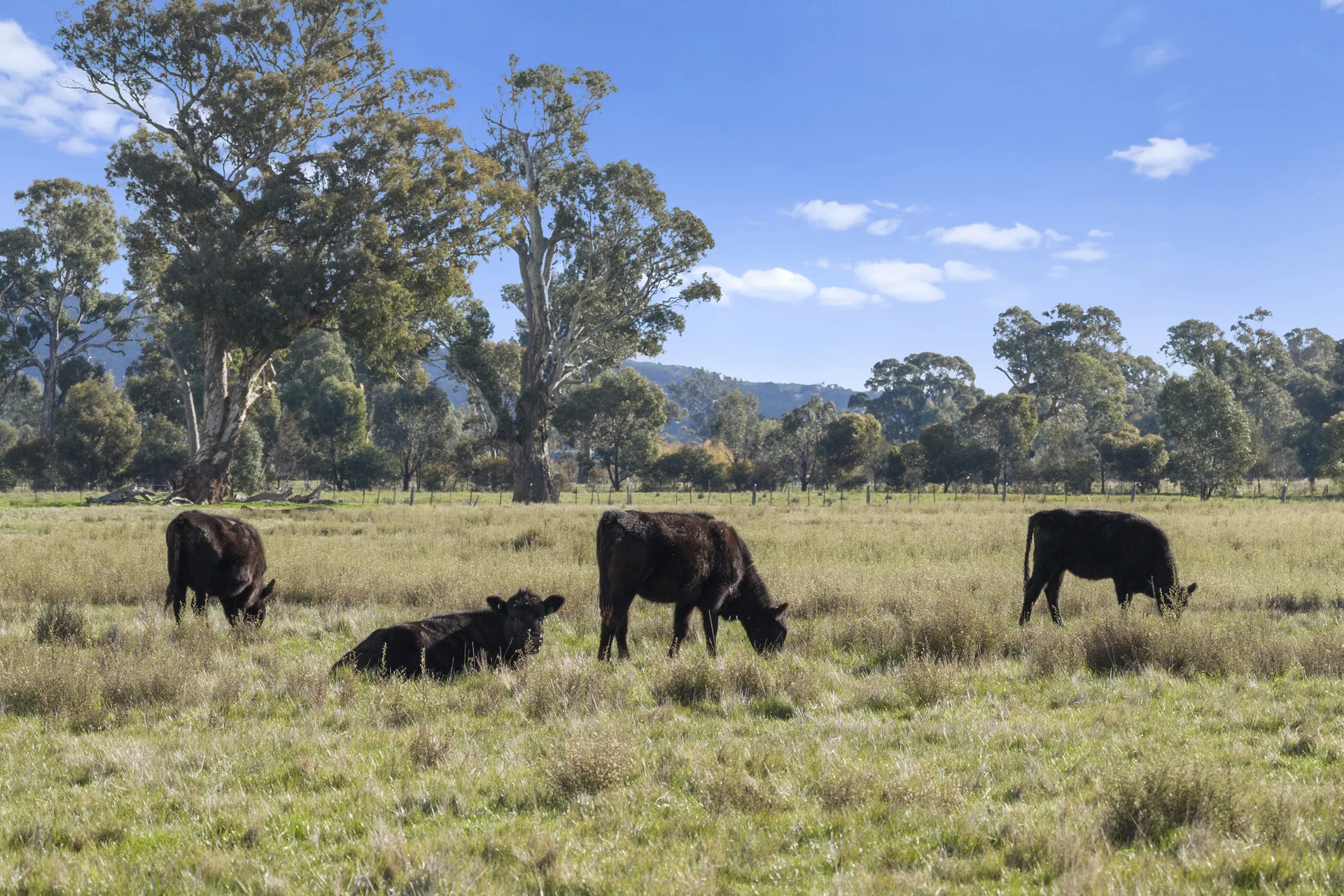 Lot A2 Euroa-Strathbogie Road, Euroa, Vic 3666