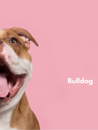 Sales  - Real Estate Agent at Bulldog Realtor - MANLY