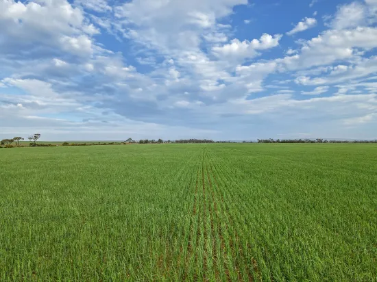 'Sweet's' Catholic Church Road, Bowillia, SA, 5461