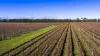 1140 Langkoop Road, Koppamurra, SA 5271-Image