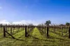 1140 Langkoop Road, Koppamurra, SA 5271-Image