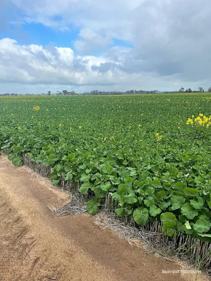 Quality, early selection, mostly Mallee with York and Jam Tree soft loams and loam clays in reliable Dowerin