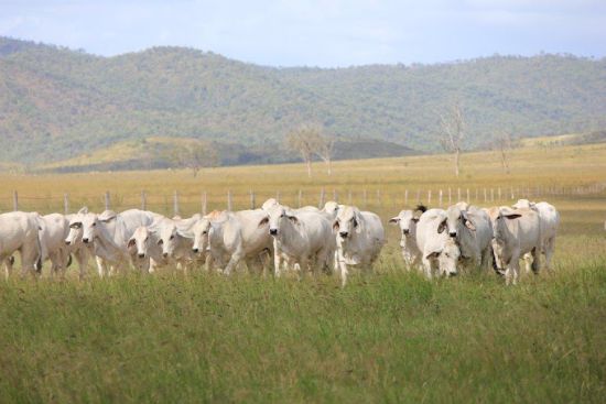 Ray White Rural - Gracemere - Real Estate Agency