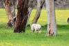1 Baum Road, Waitpinga, SA 5211-Image