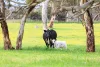 1 Baum Road, Waitpinga, SA 5211-Image