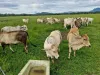 1 Cartwright Road, Eubenangee, Qld 4860-Image