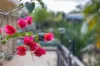 1 Johnson Avenue, Kenthurst, NSW 2156-Image