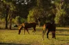 100 Colonel Pye Drive, Cobbitty, NSW 2570-Image