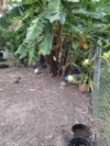 100 Park Reserve Road, Mount Perry, Qld 4671-Image