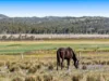 1005 Upper Wheatvale Road, Upper Wheatvale, Qld 4370-Image