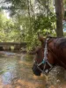 1006 Giru-Woodstock Road, Mount Surround, Qld 4809-Image