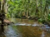 1006 Giru-Woodstock Road, Mount Surround, Qld 4809-Image