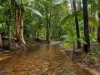 1006 Giru-Woodstock Road, Mount Surround, Qld 4809-Image