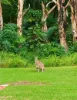 1006 Giru-Woodstock Road, Mount Surround, Qld 4809-Image