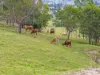 102-104 Panicum Close, Veresdale Scrub, Qld 4285-Image