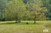 1020 Caparra Road, Caparra, NSW 2429-Image