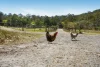1025 Beaudesert-Nerang Road, Clagiraba, Qld 4211-Image