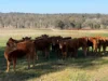 1036 Rob Roy Road, Inverell, NSW 2360-Image