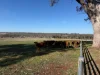 1036 Rob Roy Road, Inverell, NSW 2360-Image