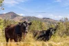 104 Wyuna Drive, Glastonbury, Qld 4570-Image