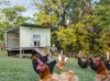 105 Thoroughbred Close, Nana Glen, NSW 2450-Image