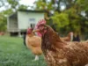 105 Thoroughbred Close, Nana Glen, NSW 2450-Image