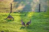 106 Jensen Road, Ninderry, Qld 4561-Image