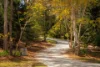 107 Greentrees Avenue, Kenmore Hills, Qld 4069-Image