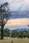 110 Dellven Drive, Table Top, NSW 2640-Image