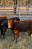 113 Owens Scrub Road, Leyburn, Qld 4365-Image