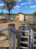 113 Owens Scrub Road, Leyburn, Qld 4365-Image
