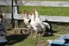 114 Kenthurst Road, Kenthurst, NSW 2156-Image