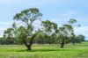 115 Wainewrights Lane, Buckley, Vic 3240-Image