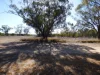 1165 Wagoo Road, St George, Qld 4487-Image